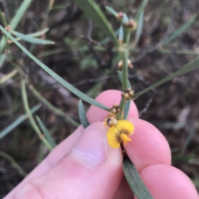 Daviesia leptophylla (Slender Bitter Pea) at Gungaderra Grasslands - 22 Jun 2021 by Tapirlord