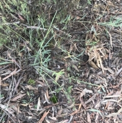 Daviesia leptophylla at Kaleen, ACT - 22 Jun 2021