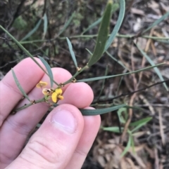 Daviesia leptophylla at Kaleen, ACT - 22 Jun 2021