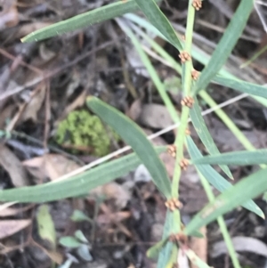 Daviesia leptophylla at Kaleen, ACT - 22 Jun 2021