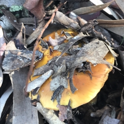 Cortinarius sp. (Cortinarius) at Gungaderra Grasslands - 22 Jun 2021 by Tapirlord