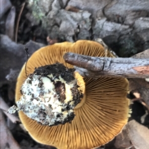 Cortinarius sp. at Crace, ACT - 22 Jun 2021 10:36 AM