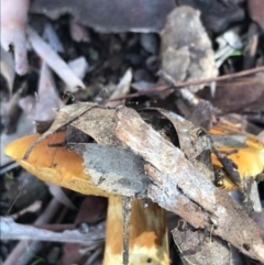 Cortinarius sp. at Crace, ACT - 22 Jun 2021 10:36 AM