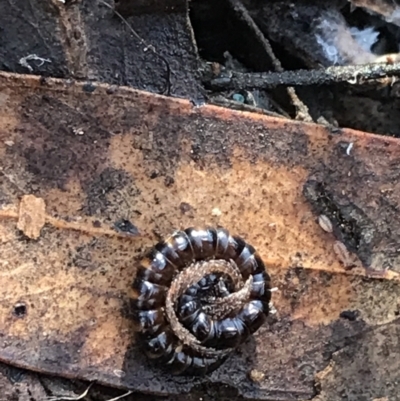 Diplopoda sp. (class) (Unidentified millipede) at Crace, ACT - 22 Jun 2021 by Tapirlord