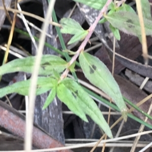 Persicaria prostrata at Crace, ACT - 22 Jun 2021 10:52 AM