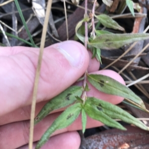 Persicaria prostrata at Crace, ACT - 22 Jun 2021 10:52 AM