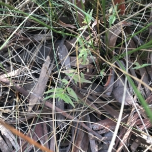 Persicaria prostrata at Crace, ACT - 22 Jun 2021 10:52 AM