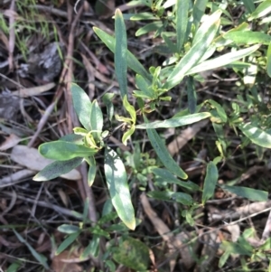 Billardiera heterophylla at Crace, ACT - 22 Jun 2021