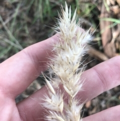 Rytidosperma sp. (Wallaby Grass) at Kaleen, ACT - 22 Jun 2021 by Tapirlord