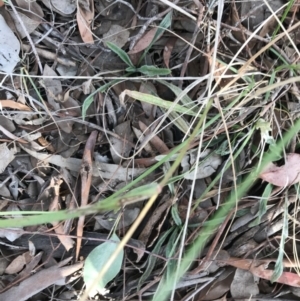 Rytidosperma sp. at Kaleen, ACT - 22 Jun 2021