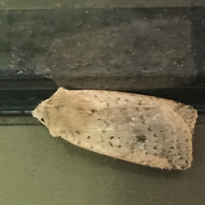 Diarsia intermixta (Chevron Cutworm, Orange Peel Moth.) at Phillip, ACT - 23 Jun 2021 by Tapirlord