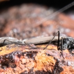 Chironomidae (family) (Non-biting Midge) at Holt, ACT - 8 Jul 2021 by Roger