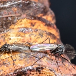 Chironomidae (family) at Holt, ACT - 8 Jul 2021