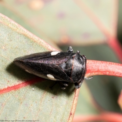 Eurymela distincta (Gumtree leafhopper) at Aranda Bushland - 8 Jul 2021 by Roger