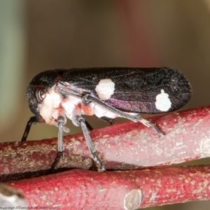 Eurymela distincta at Holt, ACT - 8 Jul 2021