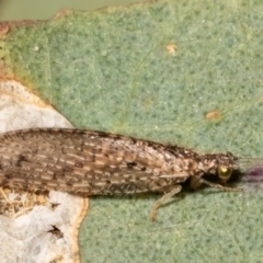 Micromus tasmaniae (Tasmanian Brown Lacewing) at Woodstock Nature Reserve - 8 Jul 2021 by Roger