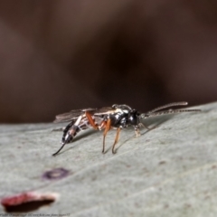 Unidentified Parasitic wasp (numerous families) at Woodstock Nature Reserve - 8 Jul 2021 by Roger