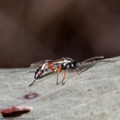 Unverified Parasitic wasp (numerous families) at Holt, ACT - 8 Jul 2021 by Roger