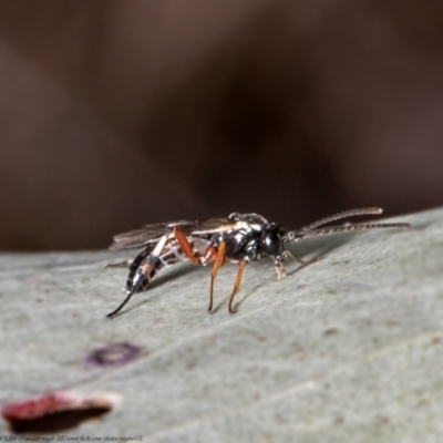 Unidentified Parasitic wasp (numerous families) at Holt, ACT - 8 Jul 2021 by Roger