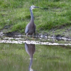 Egretta novaehollandiae (White-faced Heron) at Springdale Heights, NSW - 8 Jul 2021 by PaulF