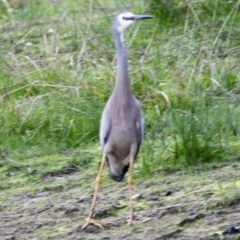 Egretta novaehollandiae at Springdale Heights, NSW - 8 Jul 2021 04:44 PM