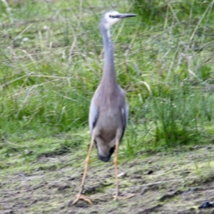 Egretta novaehollandiae at Springdale Heights, NSW - 8 Jul 2021 04:44 PM