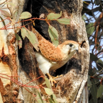 Falco cenchroides (Nankeen Kestrel) at Lions Youth Haven - Westwood Farm A.C.T. - 8 Jul 2021 by HelenCross