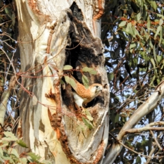 Falco cenchroides at Kambah, ACT - suppressed