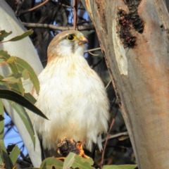 Falco cenchroides at Kambah, ACT - suppressed