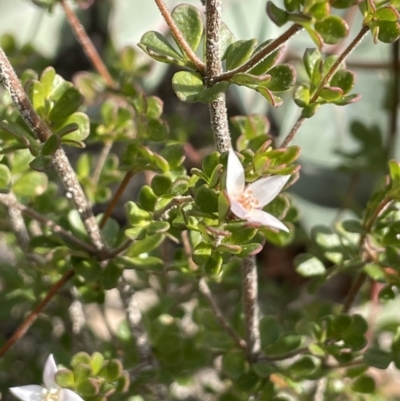 Boronia algida (Alpine Boronia) at Paddys River, ACT - 8 Jul 2021 by JaneR