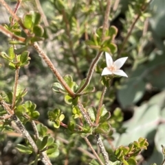 Boronia algida at Paddys River, ACT - 8 Jul 2021