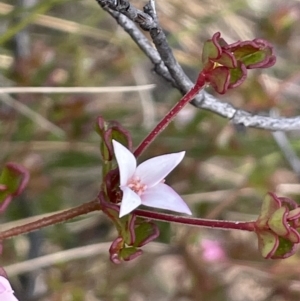 Boronia algida at Paddys River, ACT - 8 Jul 2021