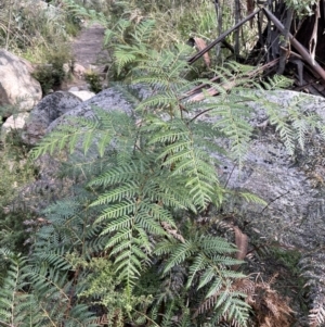 Pteridium esculentum at Paddys River, ACT - 8 Jul 2021 01:36 PM