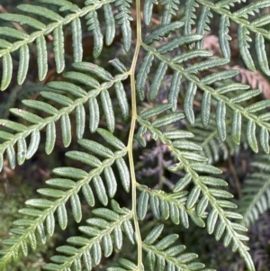 Pteridium esculentum at Paddys River, ACT - 8 Jul 2021