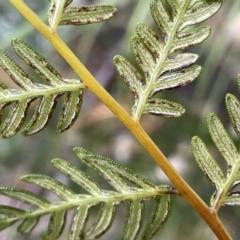 Pteridium esculentum at Paddys River, ACT - 8 Jul 2021