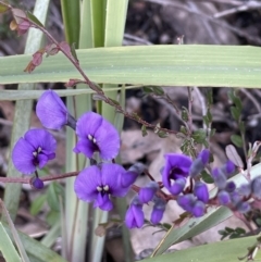 Hardenbergia violacea (False Sarsaparilla) at Paddys River, ACT - 8 Jul 2021 by JaneR