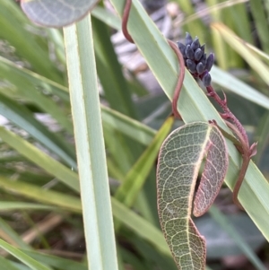 Hardenbergia violacea at Paddys River, ACT - 8 Jul 2021