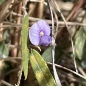 Hovea heterophylla at Paddys River, ACT - 8 Jul 2021 01:56 PM