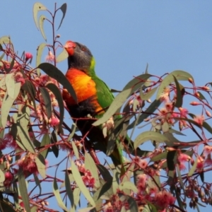 Trichoglossus moluccanus at Kambah, ACT - 8 Jul 2021