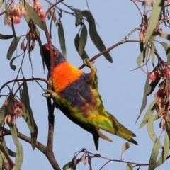 Trichoglossus moluccanus at Kambah, ACT - 8 Jul 2021