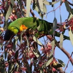 Trichoglossus moluccanus at Kambah, ACT - 8 Jul 2021 03:46 PM