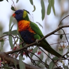 Trichoglossus moluccanus at Kambah, ACT - 8 Jul 2021 03:46 PM