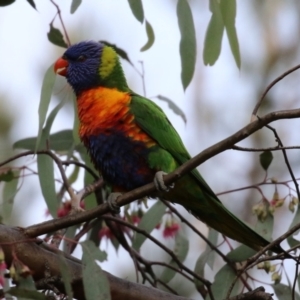 Trichoglossus moluccanus at Kambah, ACT - 8 Jul 2021