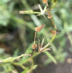 Senecio hispidulus at Paddys River, ACT - 8 Jul 2021 01:37 PM