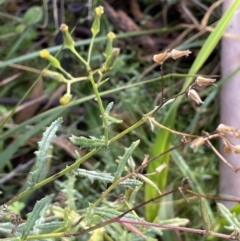 Senecio hispidulus at Paddys River, ACT - 8 Jul 2021