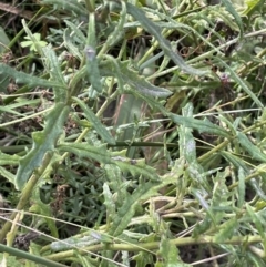 Senecio hispidulus at Paddys River, ACT - 8 Jul 2021