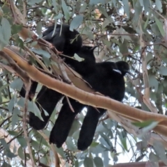 Corcorax melanorhamphos at Wanniassa, ACT - 8 Jul 2021