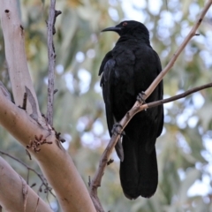 Corcorax melanorhamphos at Wanniassa, ACT - 8 Jul 2021