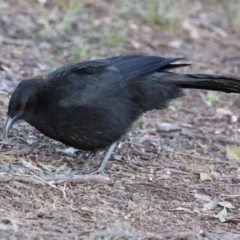 Corcorax melanorhamphos at Wanniassa, ACT - 8 Jul 2021