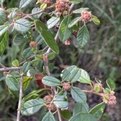 Pomaderris betulina subsp. actensis (Canberra Pomaderris) at Paddys River, ACT - 8 Jul 2021 by JaneR